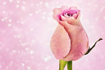 Solute to True Love!